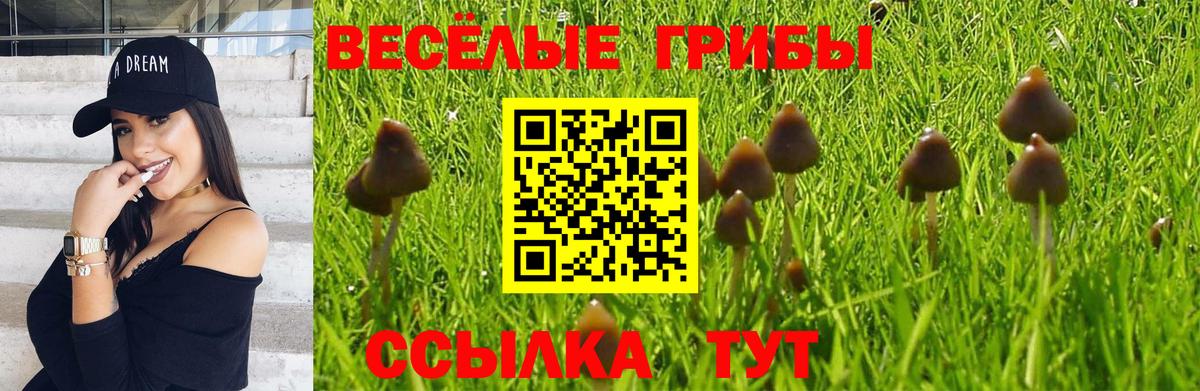 Псилоцибиновые грибы Psilocybe Боровичи